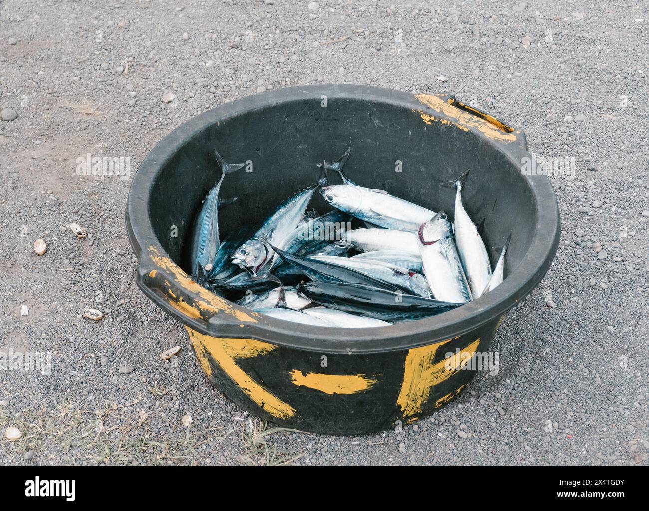 Fische auf einem schwarzen Plastikeimer, ein Fang von einem traditionellen Fischer. Stockfoto