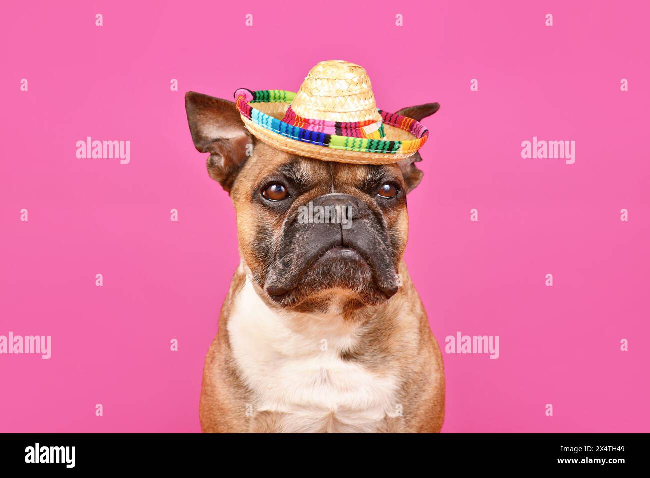Fawn French Bulldog Hund trägt Sombrero Sommer Strohhut auf rosa Hintergrund Stockfoto