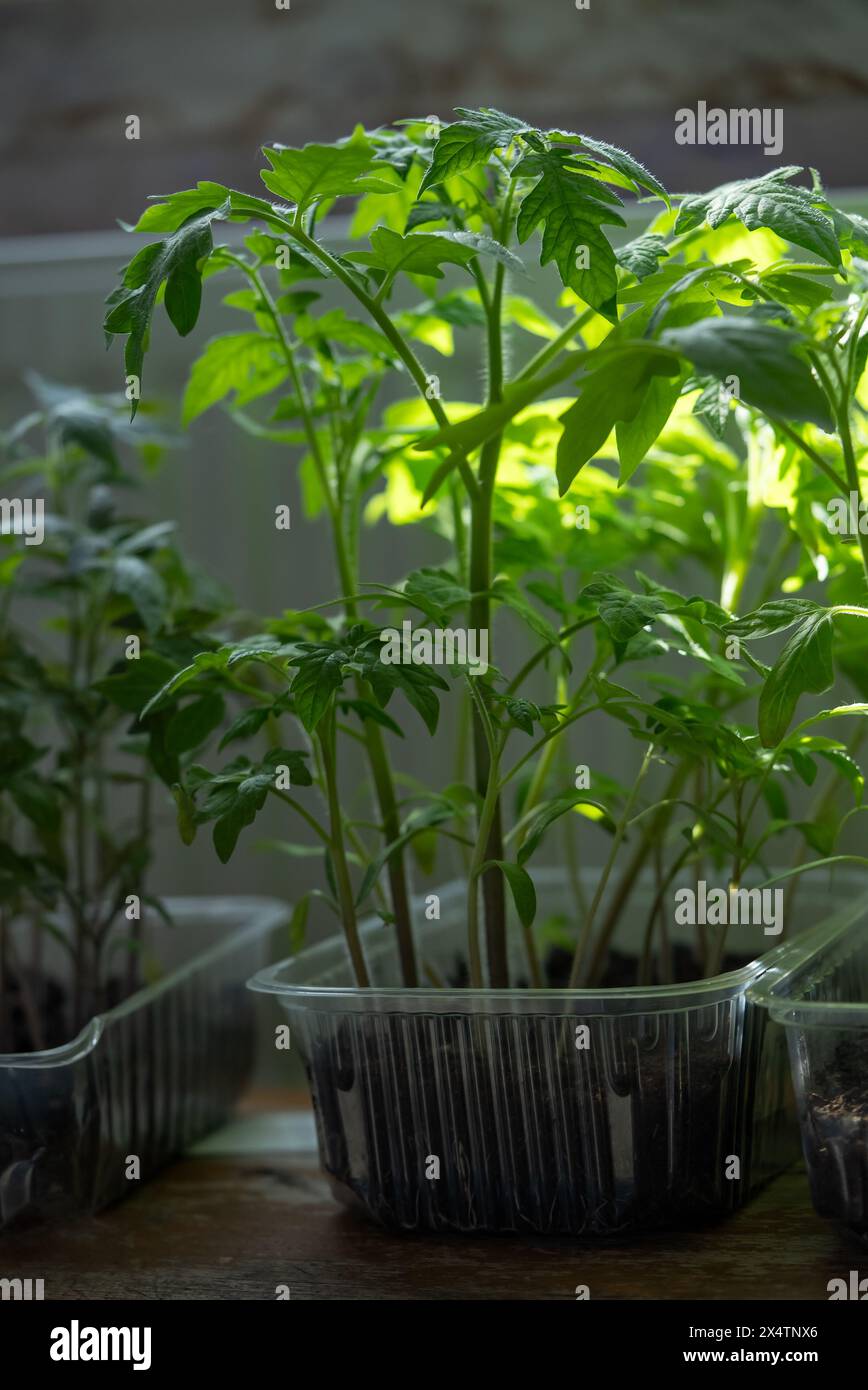 Üppige Tomatensämlinge mit leuchtend grünen Blättern blühen in klaren Behältern unter künstlichen Anbaulichtern und zeigen moderne Gartentechniken. Stockfoto