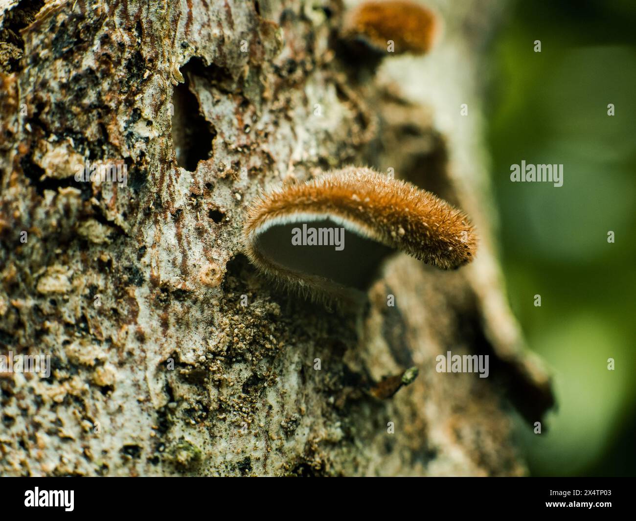 Kleiner brauner, nach innen gerollter, unbekannter brauner Pilz mit so vielen Haaren, die darauf wachsen Stockfoto