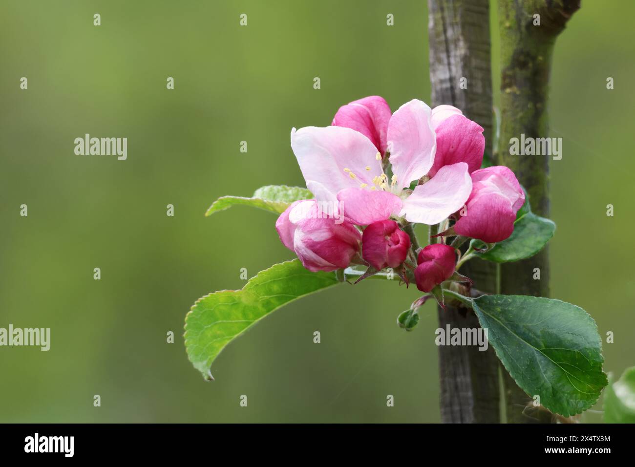 Rosa Apfelblüte, die im Frühjahr auf einem Apfelbaum auftaucht Stockfoto