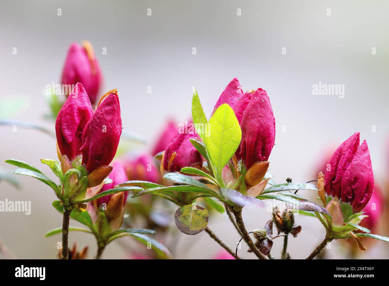 Pinkfarbene Azaleen-Knospen, bereit zur Blüte (Rhododendron molle japonica) Stockfoto