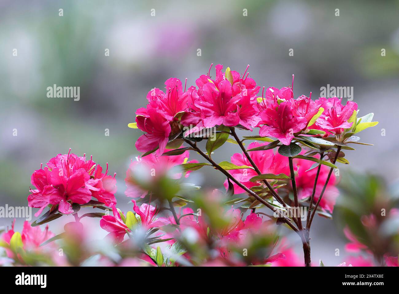 Rosafarbene Azaleen in voller Blüte, fokussiertes Stapelbild (Rhododendron molle japonica pink) Stockfoto