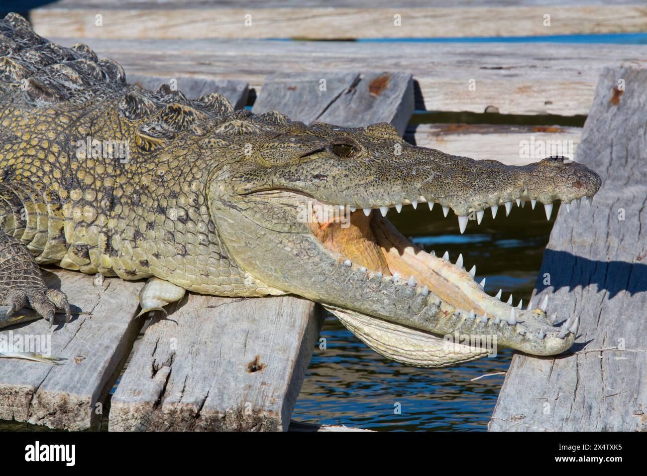 Morelet Krokodil (Crocodylus Moreletii), Rio Lagartos Biosphärenreservat Rio Lagartos, Yucatan, Mexiko Stockfoto