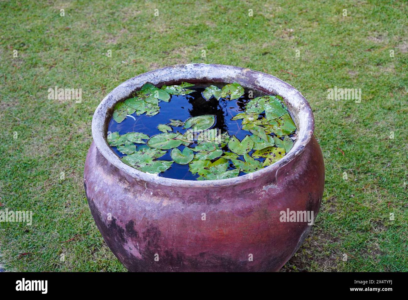 Kleine Lotuspflanze über dem Wasser in einem Tonfass. Teratai Stockfoto