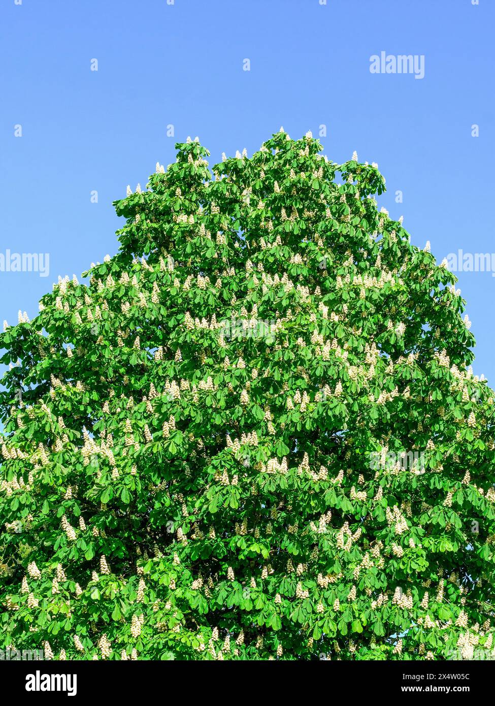 Europäischer Kastanienbaum (Aesculus hippocastanum) in voller Blüte - Zentralfrankreich. Stockfoto