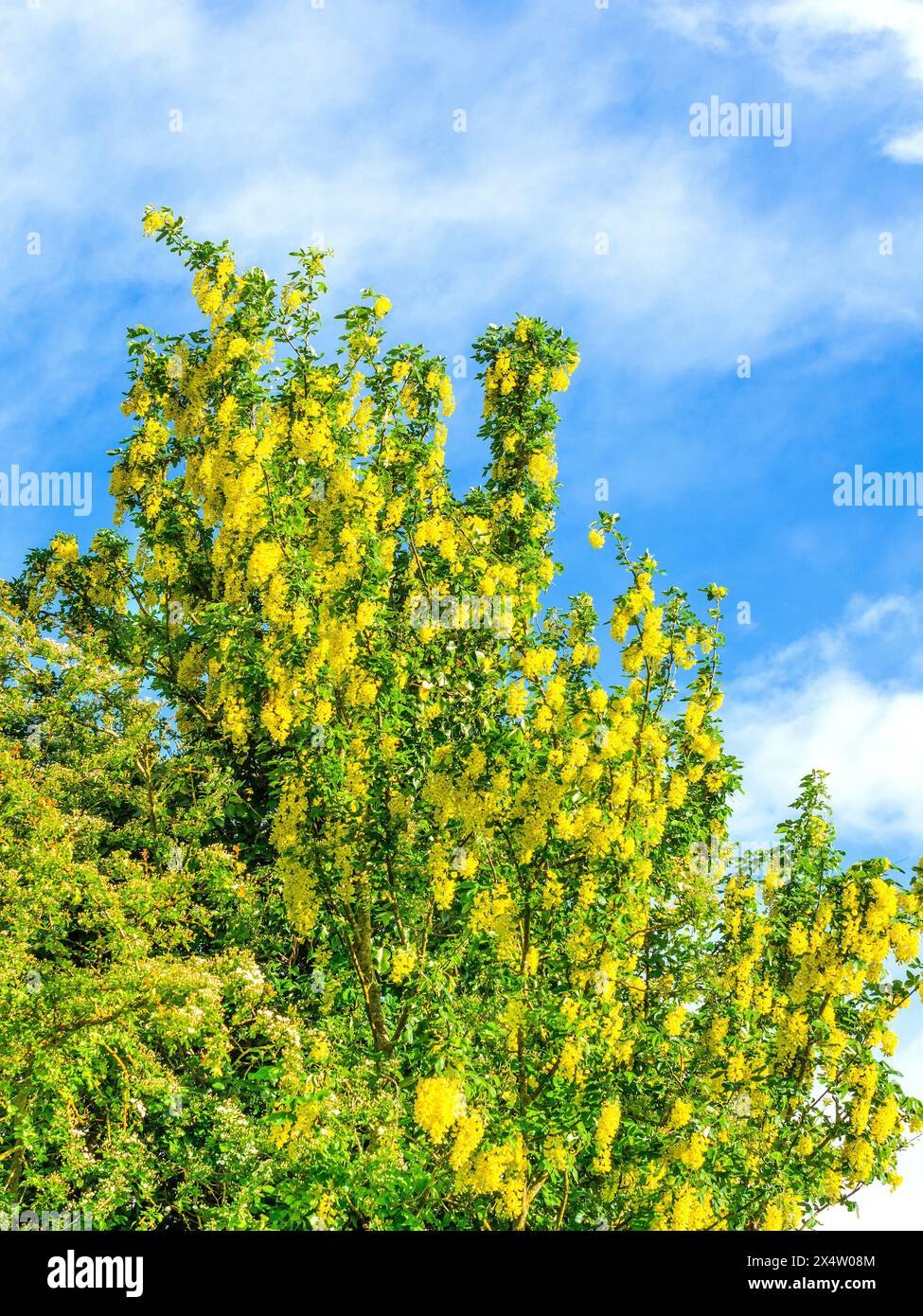 Laburnum-Baum (Laburnum anagyroides) in der Blüte - Zentralfrankreich. Stockfoto