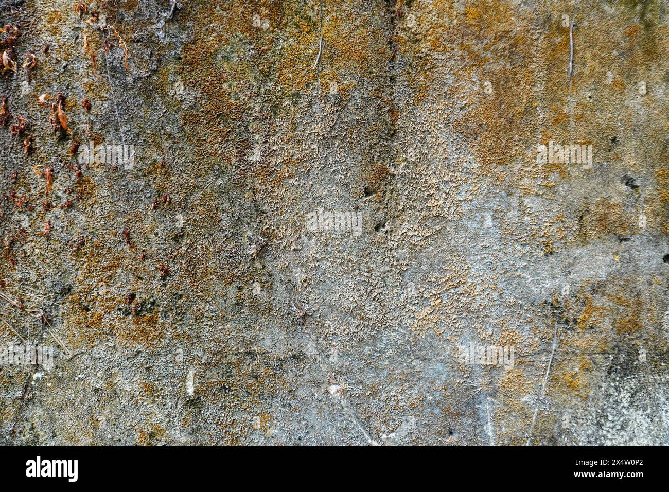 Alte moosige Wandstruktur für Grunge-Hintergrund Stockfoto