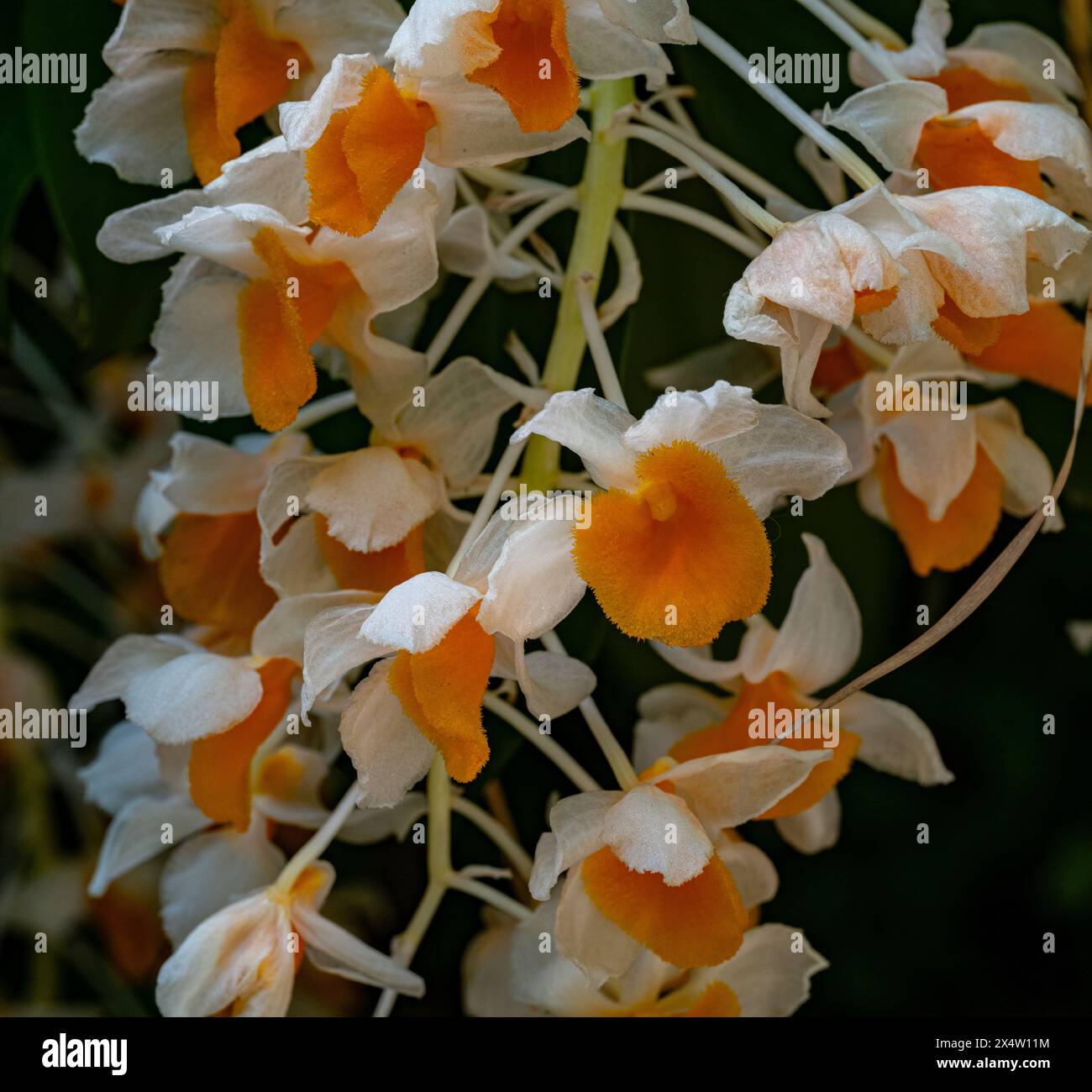 Schöne Dendrobium thyrsiflorum Orchidee in Morgen im Garten, hochgelegenen Regenwald orchid gemeinhin als Pinecone - wie Raceme Dendrobium Stockfoto