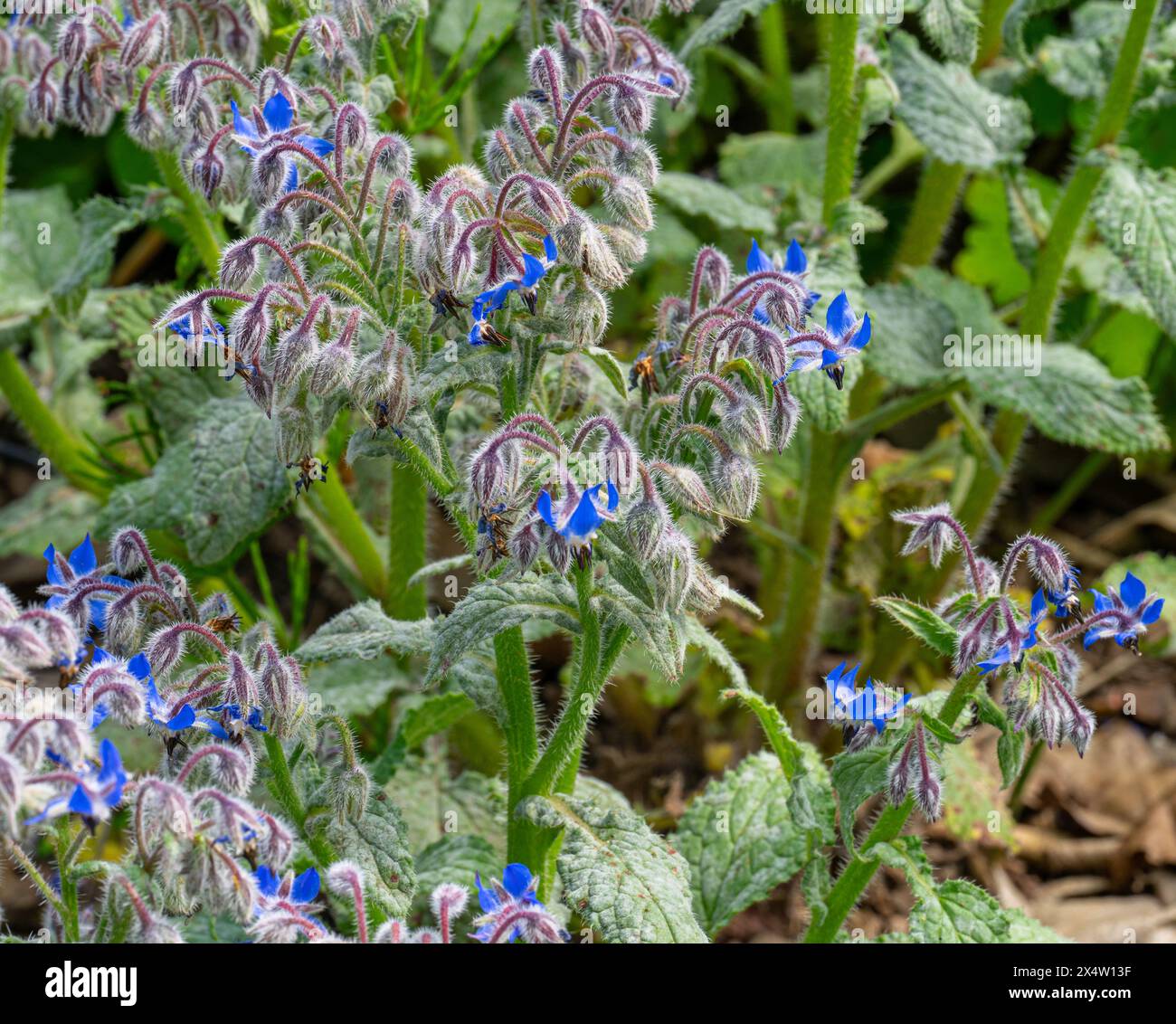 Borage (Borago officinalis) Infloreszenz, Boraginaceae. Stockfoto