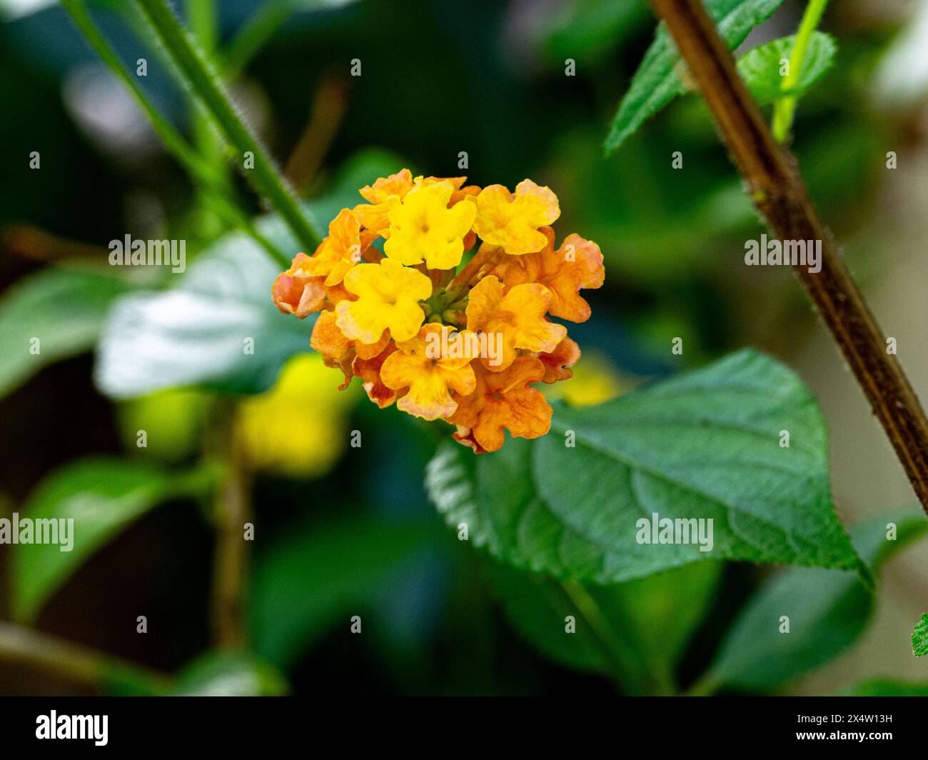 lantana - lateinischer Name - Lantana montevidensis Stockfoto