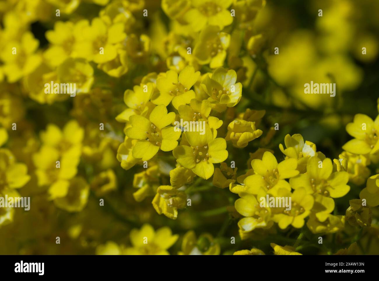 Korb aus Gold, Golden-Tuft Alyssum oder Golden-Tuft Madwort (Aurinia saxatilis), heimisch in Europa und der Türkei Stockfoto