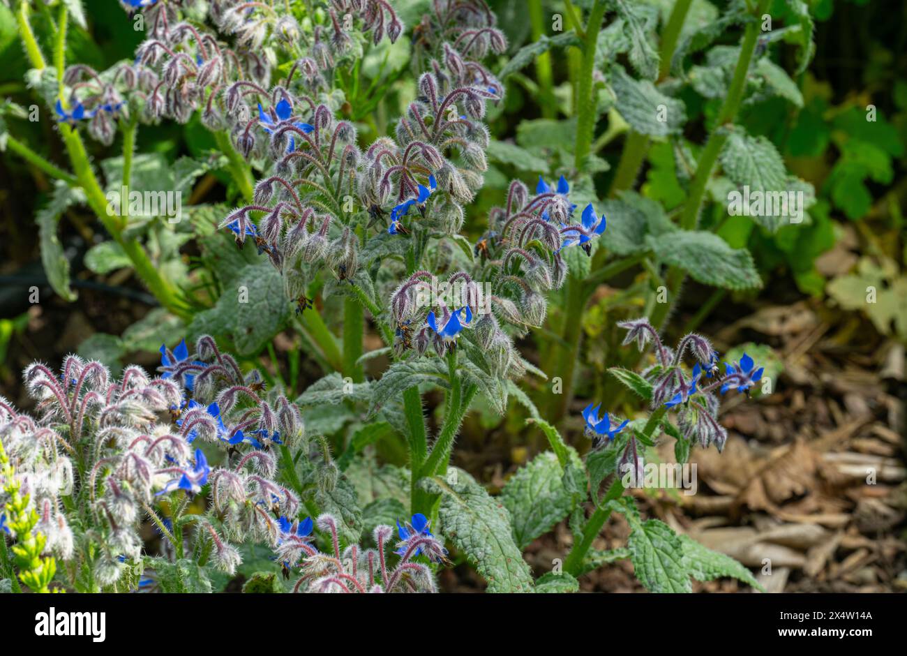 Borage (Borago officinalis) Infloreszenz, Boraginaceae. Stockfoto