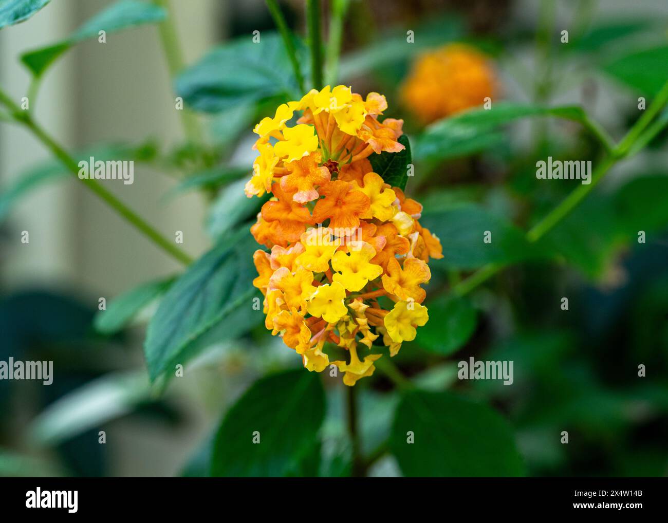 lantana - lateinischer Name - Lantana montevidensis Stockfoto