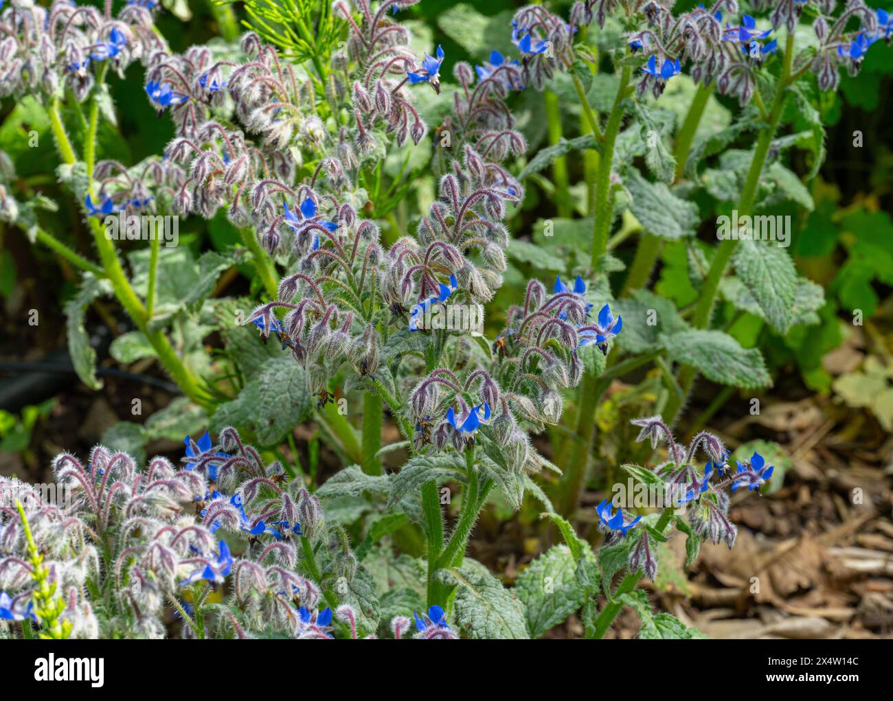 Borage (Borago officinalis) Infloreszenz, Boraginaceae. Stockfoto