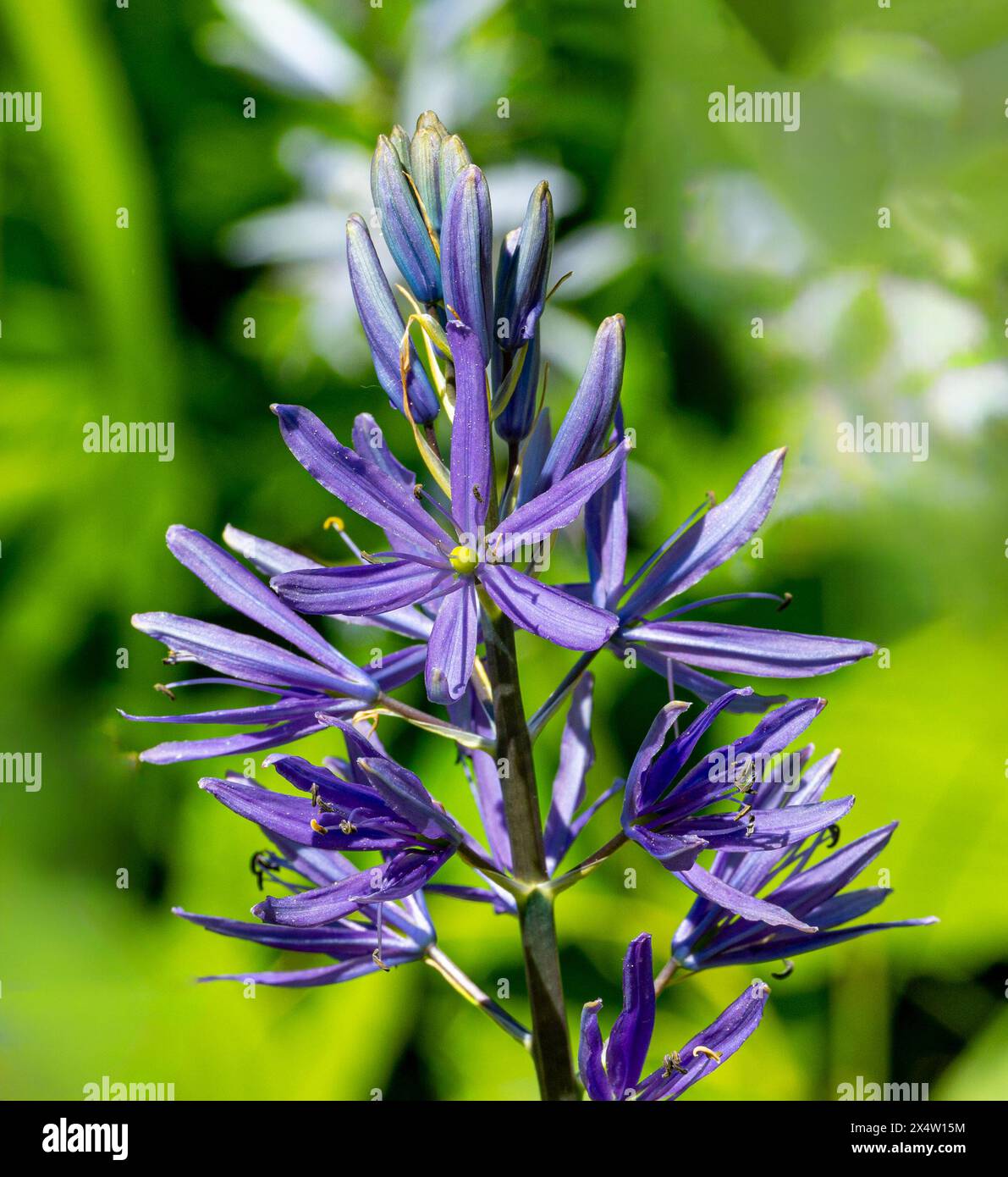Praerielilie Camassia Leichtlinii ist eine frühe Blüte mit wunderschönen blauen Blüten Stockfoto
