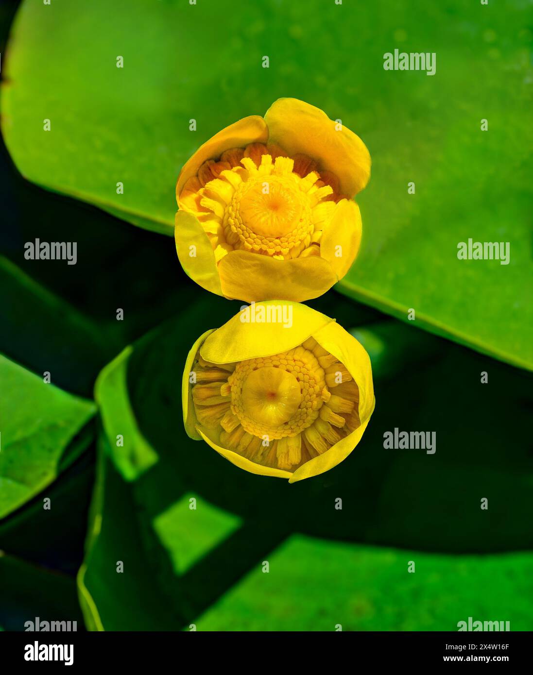 Eine Nahaufnahme von Nuphar pumila, der geringsten Wasserlilie oder kleinen gelben Teichlilie. Stockfoto