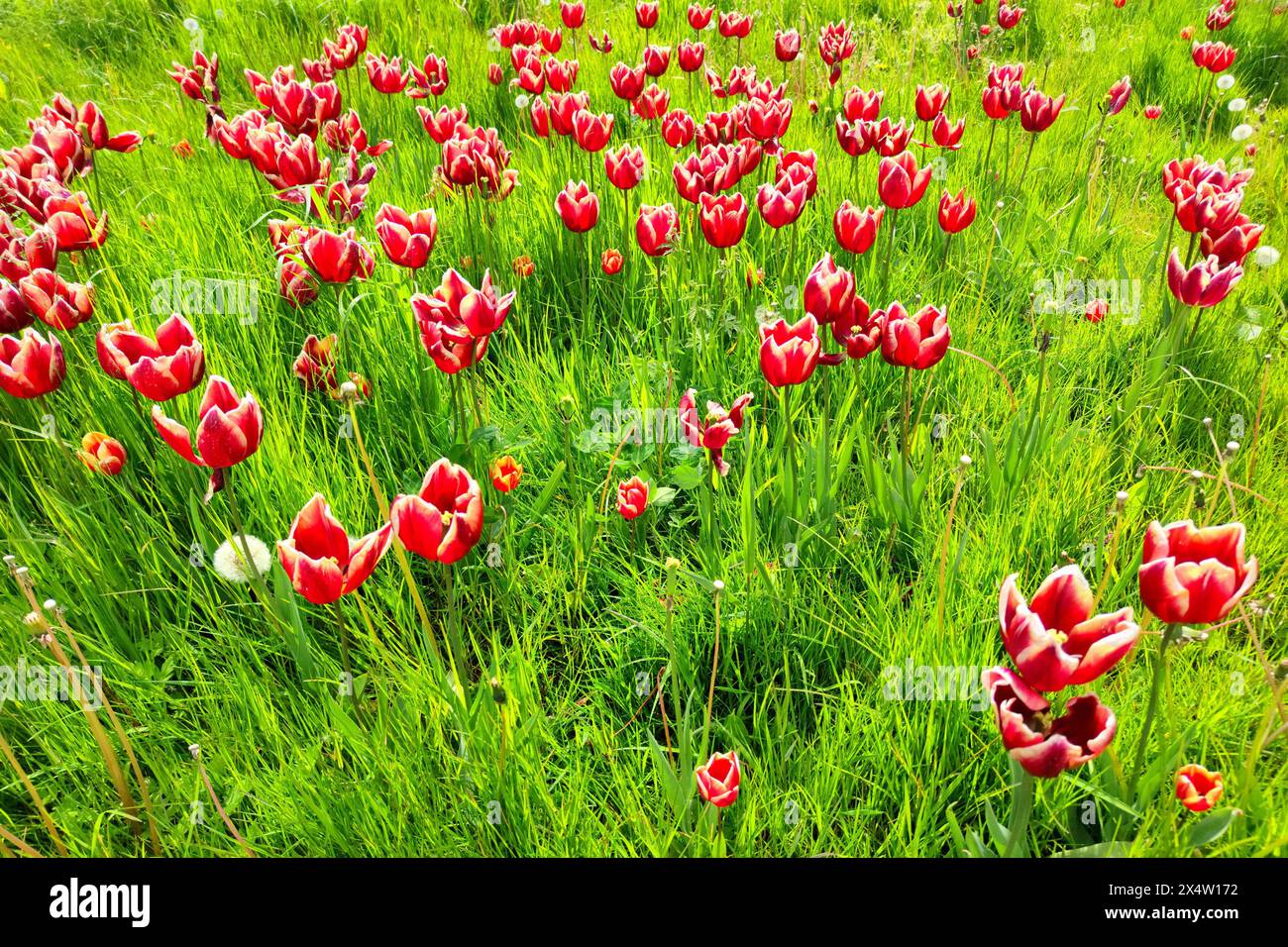Rote holländische Tulpen mit weißem Rand in einem Blumenbeet an einem Tag Ende April. Stockfoto