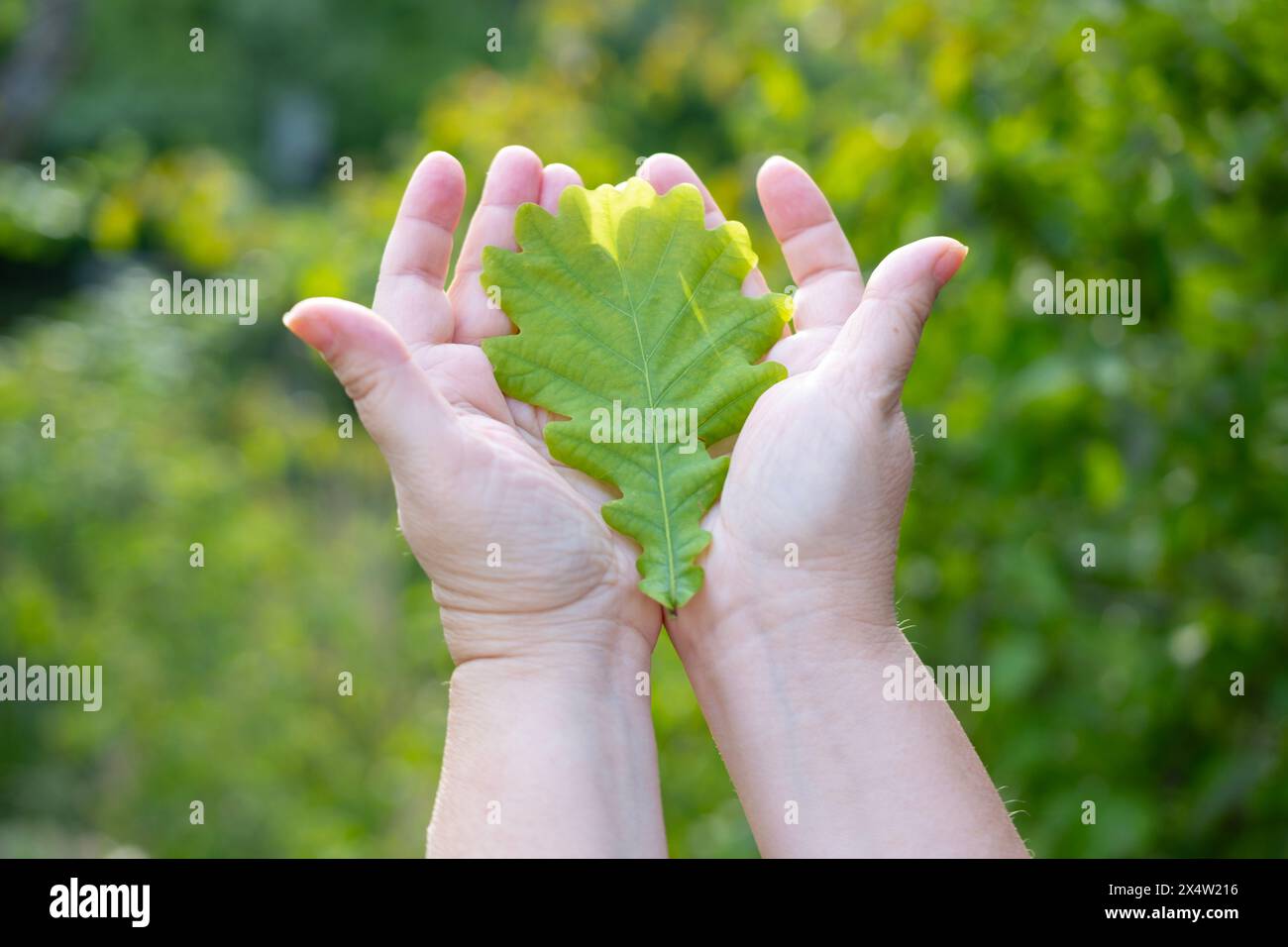 Weibliche Hände, die Eichenlaub halten, aktiver Lebensstil für die Gesundheit, verjüngende Kraft Natur, ganzheitlicher Ansatz der Frau für Gesundheit, umweltfreundliches Leben Stockfoto