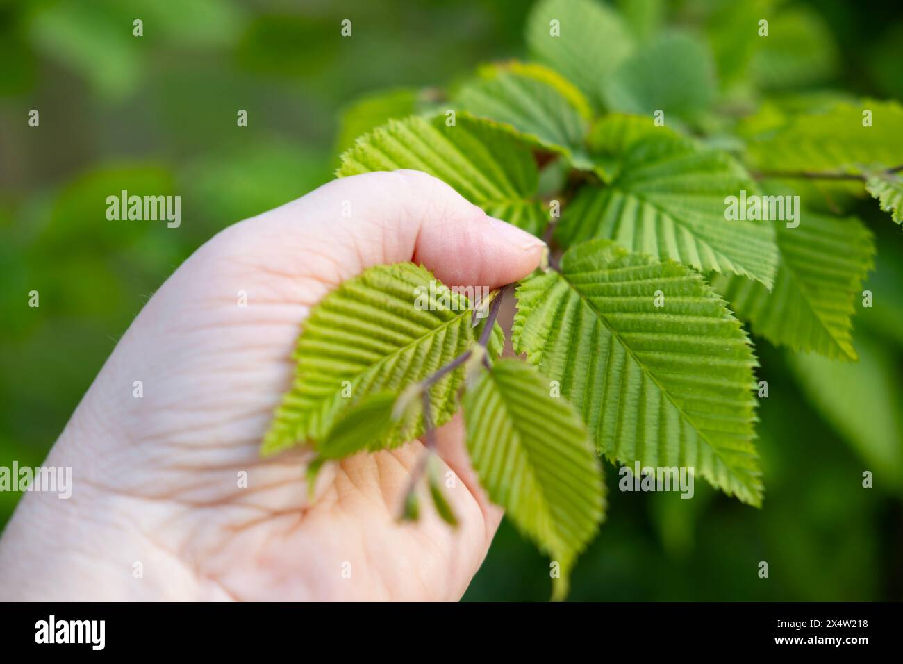 Reife Frau mit grünem Blatt, aktiver Lebensstil für die Gesundheit, verjüngende Kraft Natur, ganzheitlicher Ansatz der Frau für Gesundheit, umweltfreundliches Leben Stockfoto