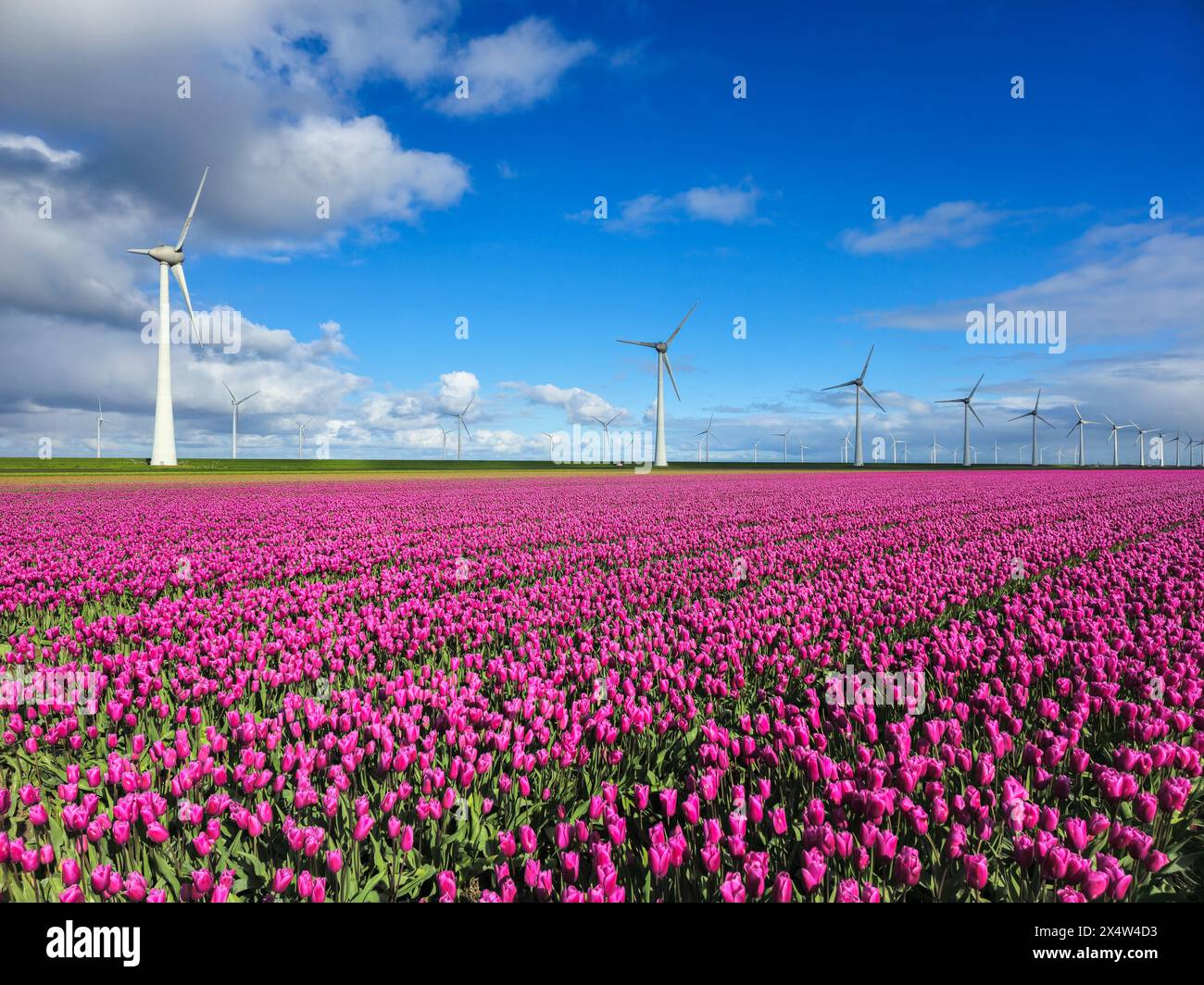 Ein faszinierender Anblick eines riesigen Feldes von violetten Tulpen, die im Wind tanzen, mit majestätischen Windmühlenturbinen, die hoch im Hintergrund unter dem cl stehen Stockfoto