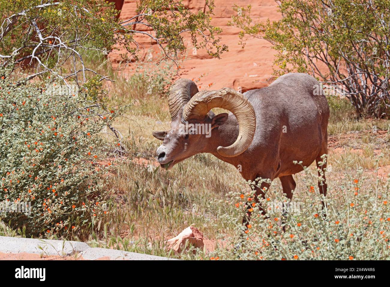 Großer Widder von Wüstendickhornschafen (Ovis canadensis nelsoni) weidet auf Gräsern auf einem Campingplatz im Valley of Fire State Park in der Nähe von Overton, Nevada Stockfoto