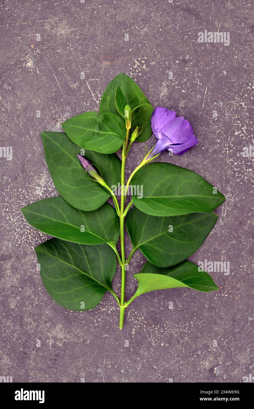 Frischer grüner Stängel mit einer violetten Blume und drei Blütenköpfen, die auf Zinn liegen Stockfoto