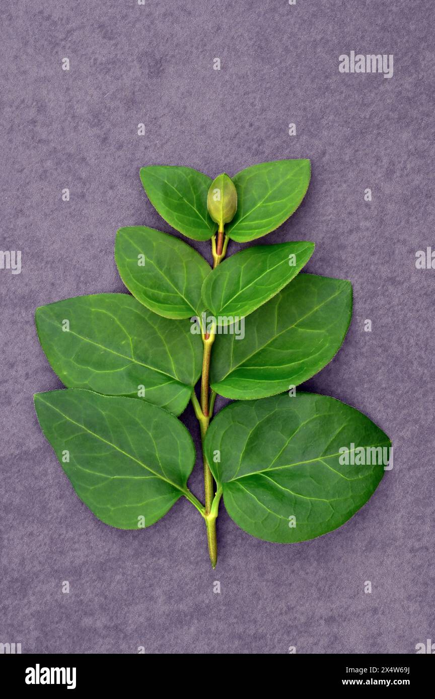 Frischer grüner Stiel von Grosseriwinkle mit vier absteigenden Blattpaaren auf grauem Schiefer Stockfoto