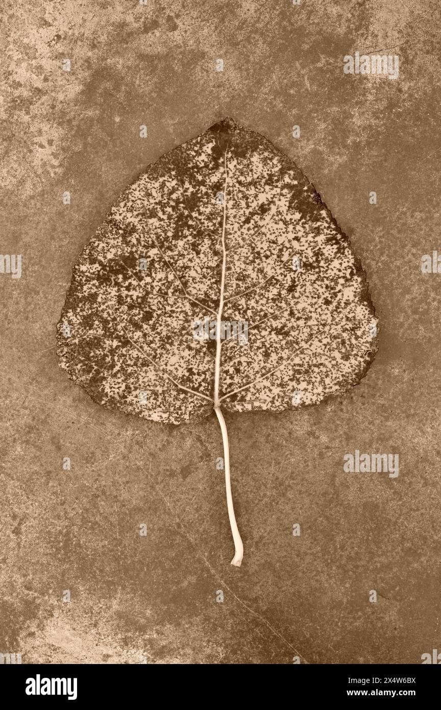 Sepia-Bild eines einzelnen melierten Herbstblattes des Schwarzen Pappelbaums, der auf Sandstein liegt Stockfoto