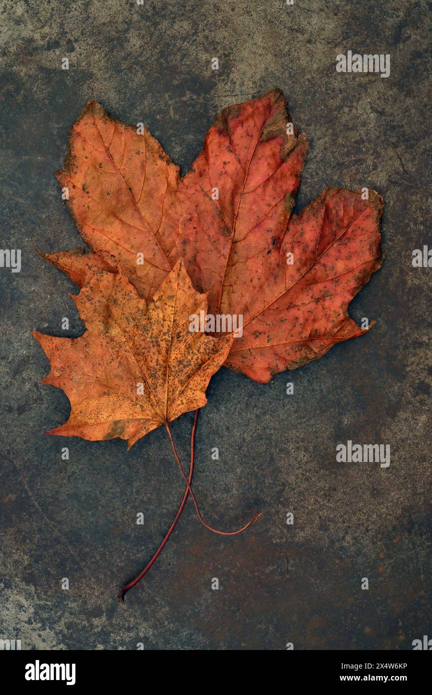 Zwei Herbstblätter und Stangen des norwegischen Ahornbaums, die sich goldbraun und rot färben, liegen auf Sandstein Stockfoto