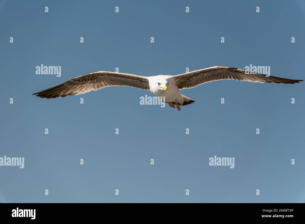 Möwen fliegen am Himmel bei Sonnenuntergang. Der Vogel wurde zur goldenen Stunde geschossen. Seevögel, Möwen. Nahaufnahme hochauflösender Möwenaufnahme. Stockfoto