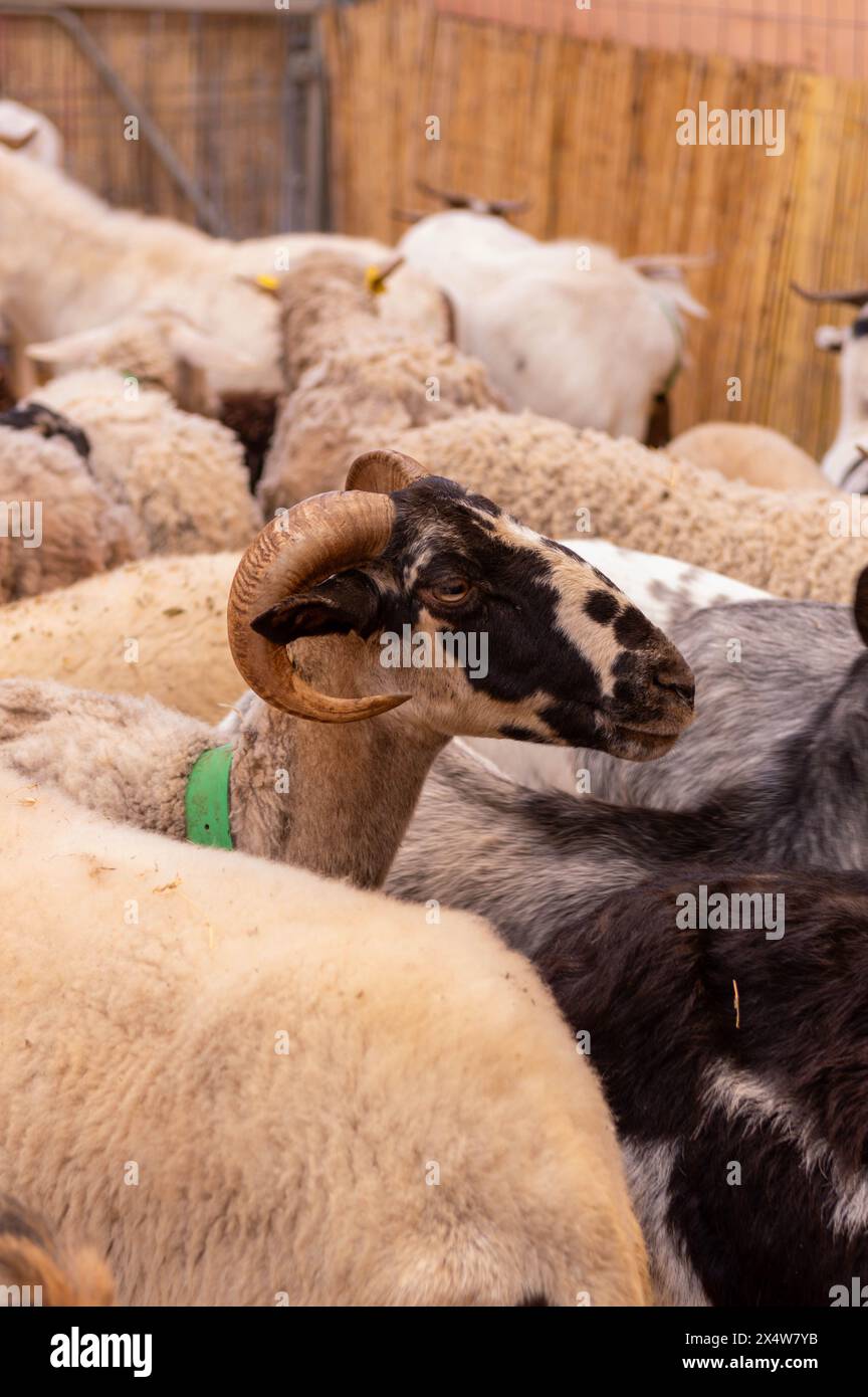 Ein Widder steht in einer Schafherde. Der Widder ist der einzige mit Hörnern. Die Schafe haben alle verschiedene Farben und Größen Stockfoto