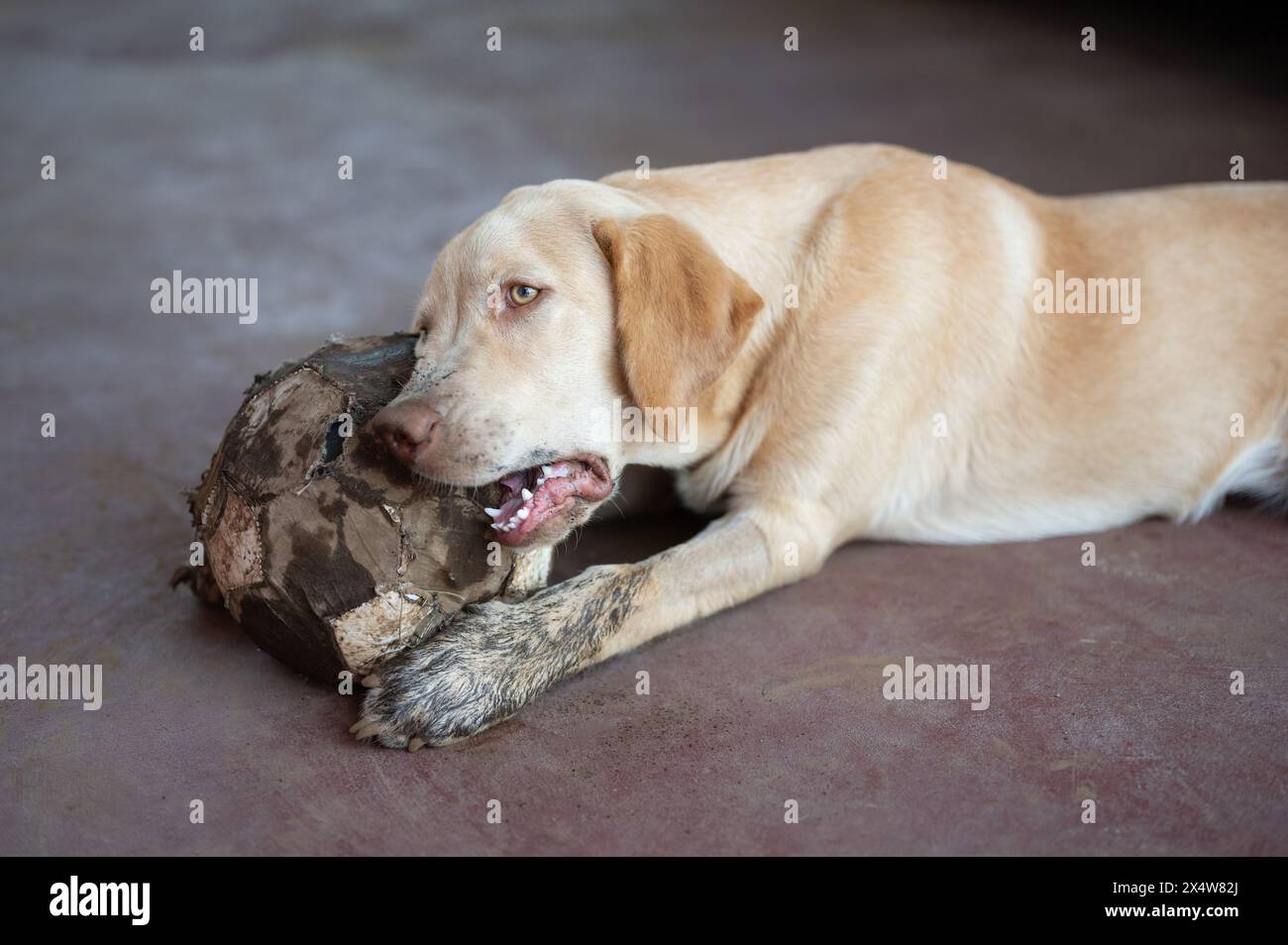 PET labrador Hundebissen Ball auf dem Hausboden Hintergrund Stockfoto