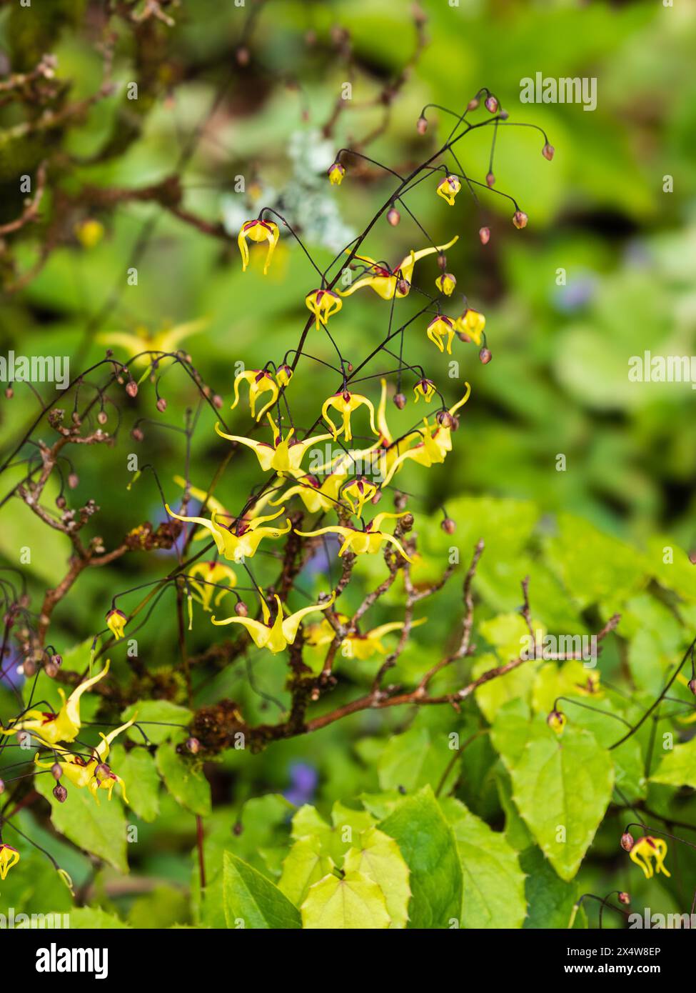 Luftige Sprays von kleinen gelben Blüten des harten mehrjährigen halbimmergrünen Barrenkrauts Epimedium 'Windfire' Stockfoto