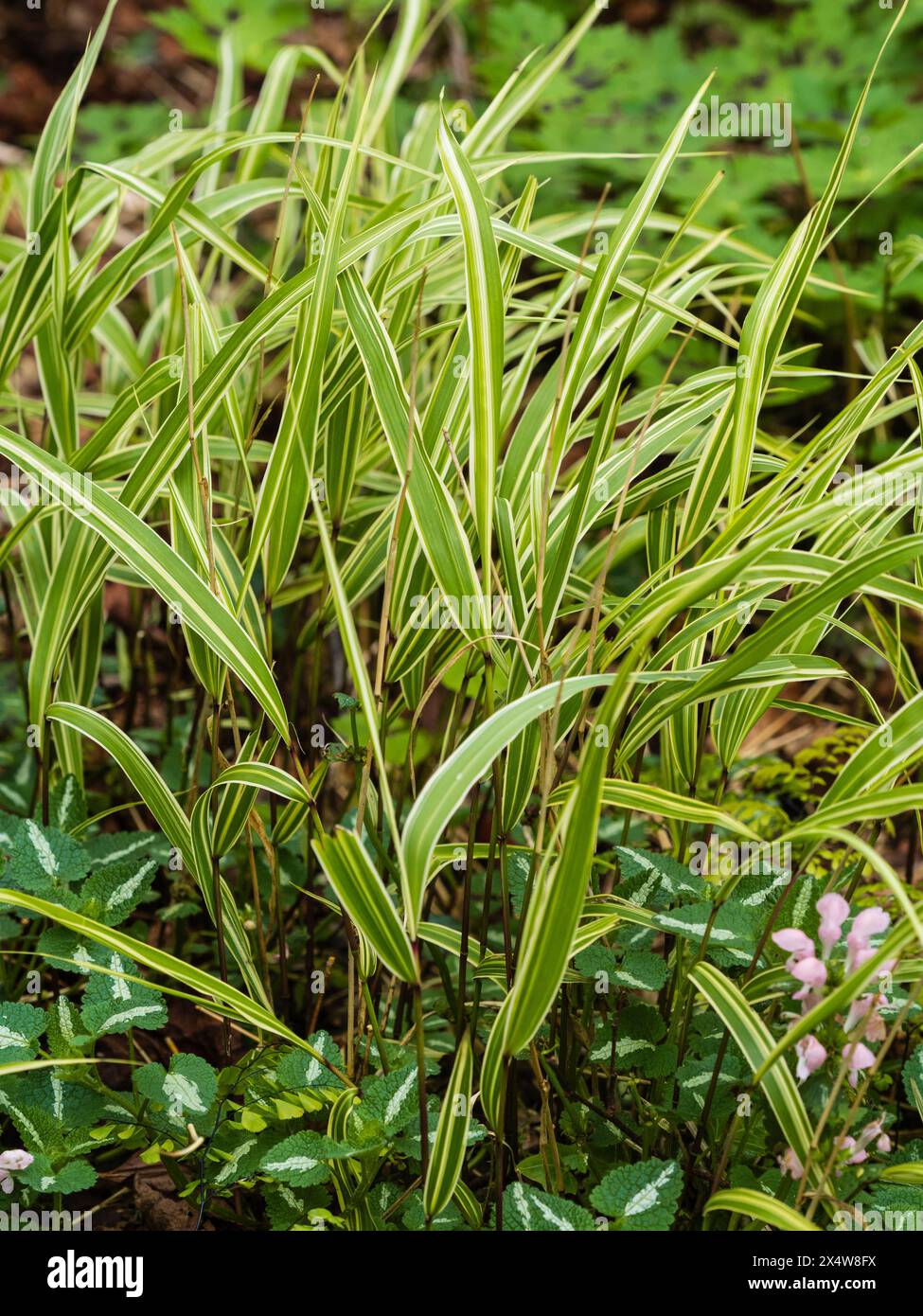 Grün-weiß gestreifte Vielfalt des harten japanischen Waldgrases Hakonechloa macra „Samurai“ Stockfoto