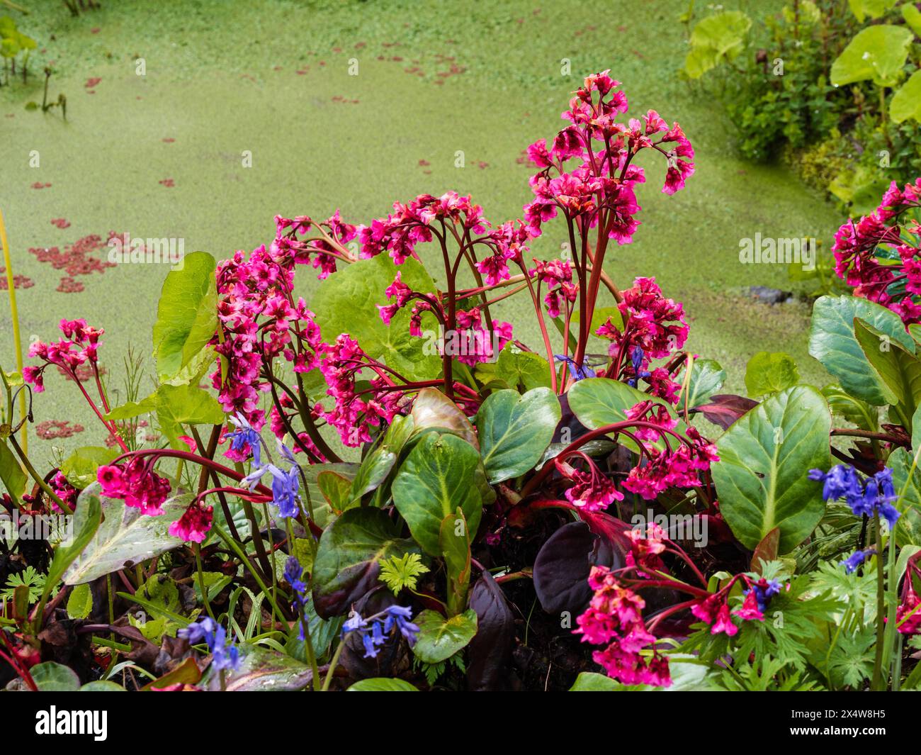 Frühlingsblumen der harten, großblättrigen immergrünen, mehrjährigen Gartenpflanze Bergenia „Bressingham-Lachs“ Stockfoto