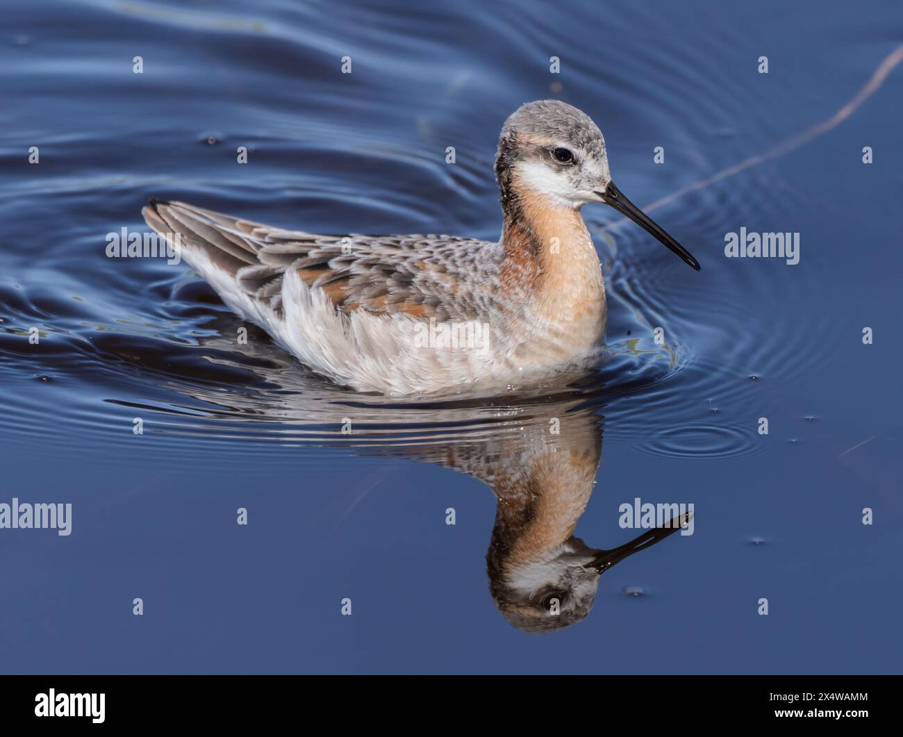 Eine Wilson-Phalarope (Phalaropus tricolor) in einem Teich in der Sandhills-Region von Nebraska. Stockfoto