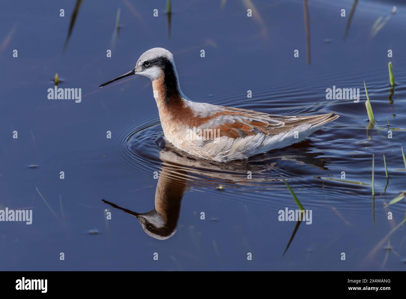 Eine Wilson-Phalarope (Phalaropus tricolor) in einem Teich in der Sandhills-Region von Nebraska. Stockfoto