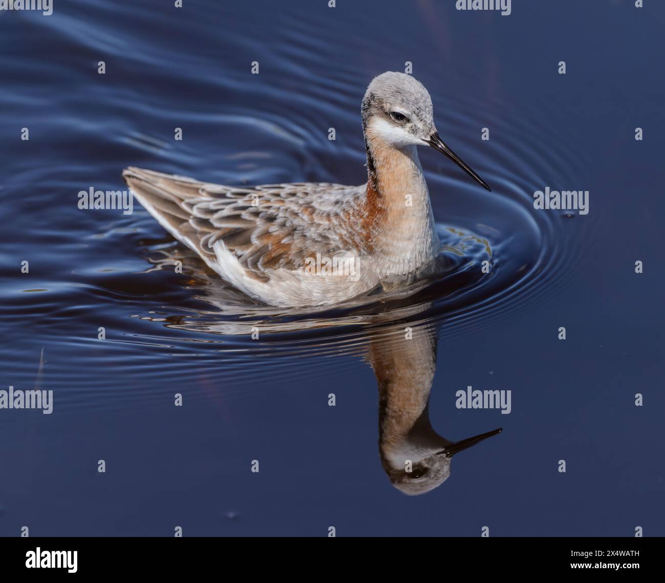 Eine Wilson-Phalarope (Phalaropus tricolor) in einem Teich in der Sandhills-Region von Nebraska. Stockfoto