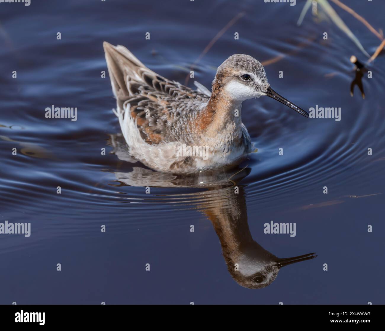 Eine Wilson-Phalarope (Phalaropus tricolor) in einem Teich in der Sandhills-Region von Nebraska. Stockfoto