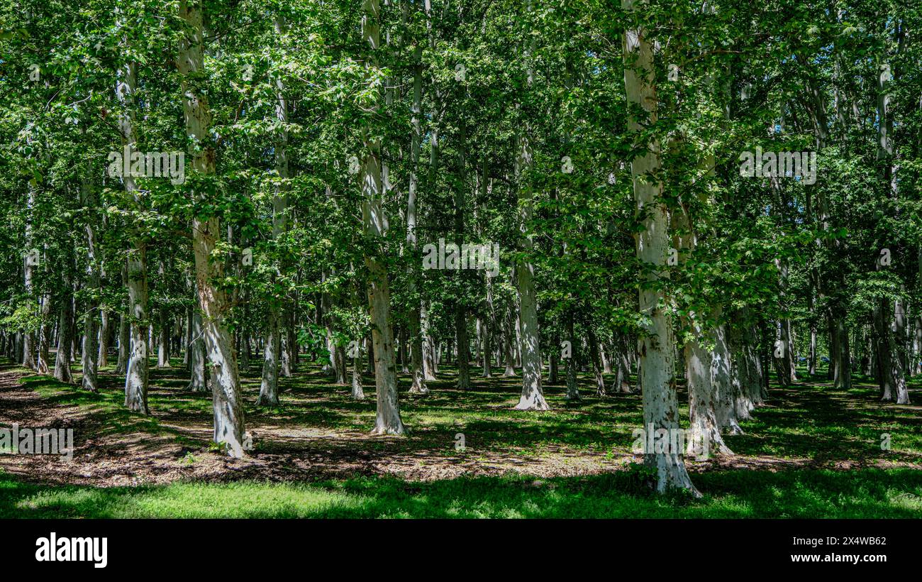 Ein Mann hält an, um die farbenfrohen Häuser am Fluss in der mittelalterlichen Stadt Girona, Spanien, zu bewundern Stockfoto