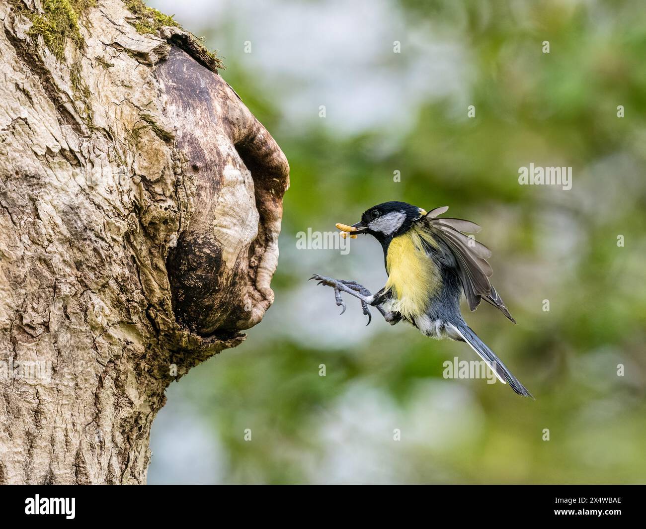 Aberystwyth, Ceredigion, Wales, Vereinigtes Königreich. Mai 2024. Der Frühling in Mitte Wales und diese erwachsenen Kohlmeisen (Parus Major) haben Küken in ihrem Nest in einem alten Baumstumpf. Sie sind damit beschäftigt, Jungtiere zu bringen (einschließlich Mehlwurm, den ich weit weg vom Nest entfernt habe) und auch die Fäkalsäcke wegzunehmen, um das Nest sauber zu halten. Die Eltern kümmern sich etwa zwei Wochen lang um ihre Küken im Nest, bis sie flüchten, wenn die Erwachsenen sie im Freien füttern. Diese Fotos wurden aus einem permanenten Fell aufgenommen und verursachten keine Störungen für die Vögel. Quelle: Phil Jones/Alamy Live News Stockfoto