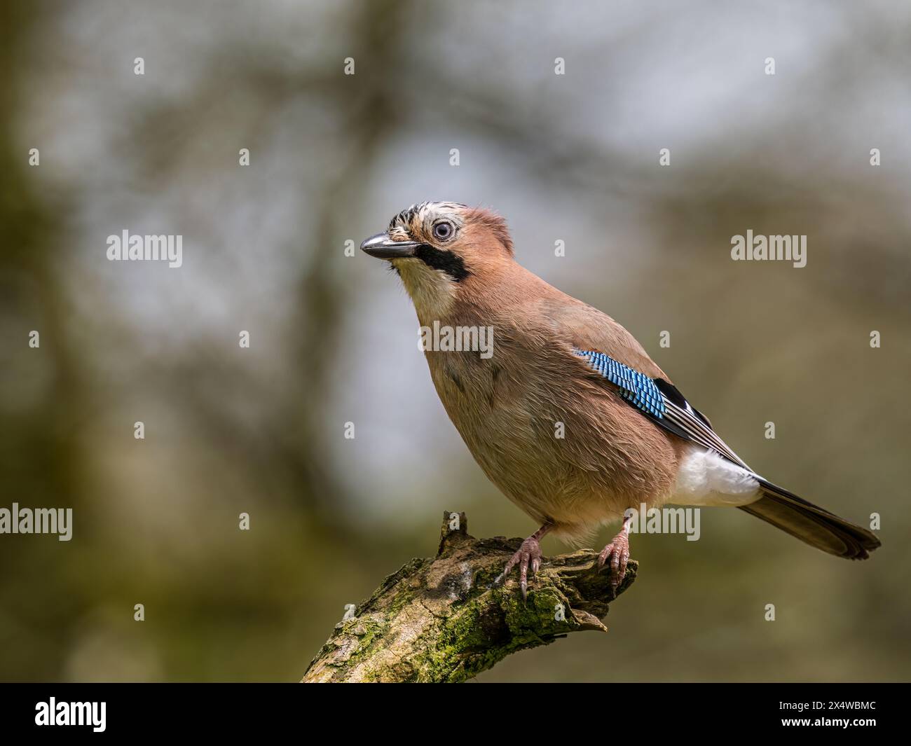 Eurasian jay im Frühling in Mid Wales Stockfoto