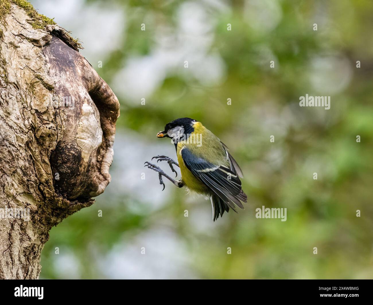 Die Titte, die im Frühjahr in Mitte Wales ihren Nestplatz besucht Stockfoto