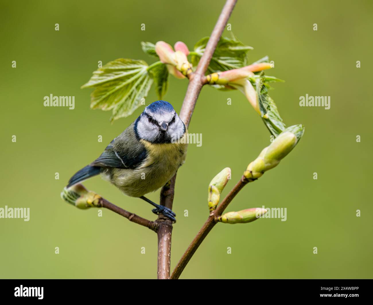 Blaumeise im Frühjahr in Mid Wales Stockfoto