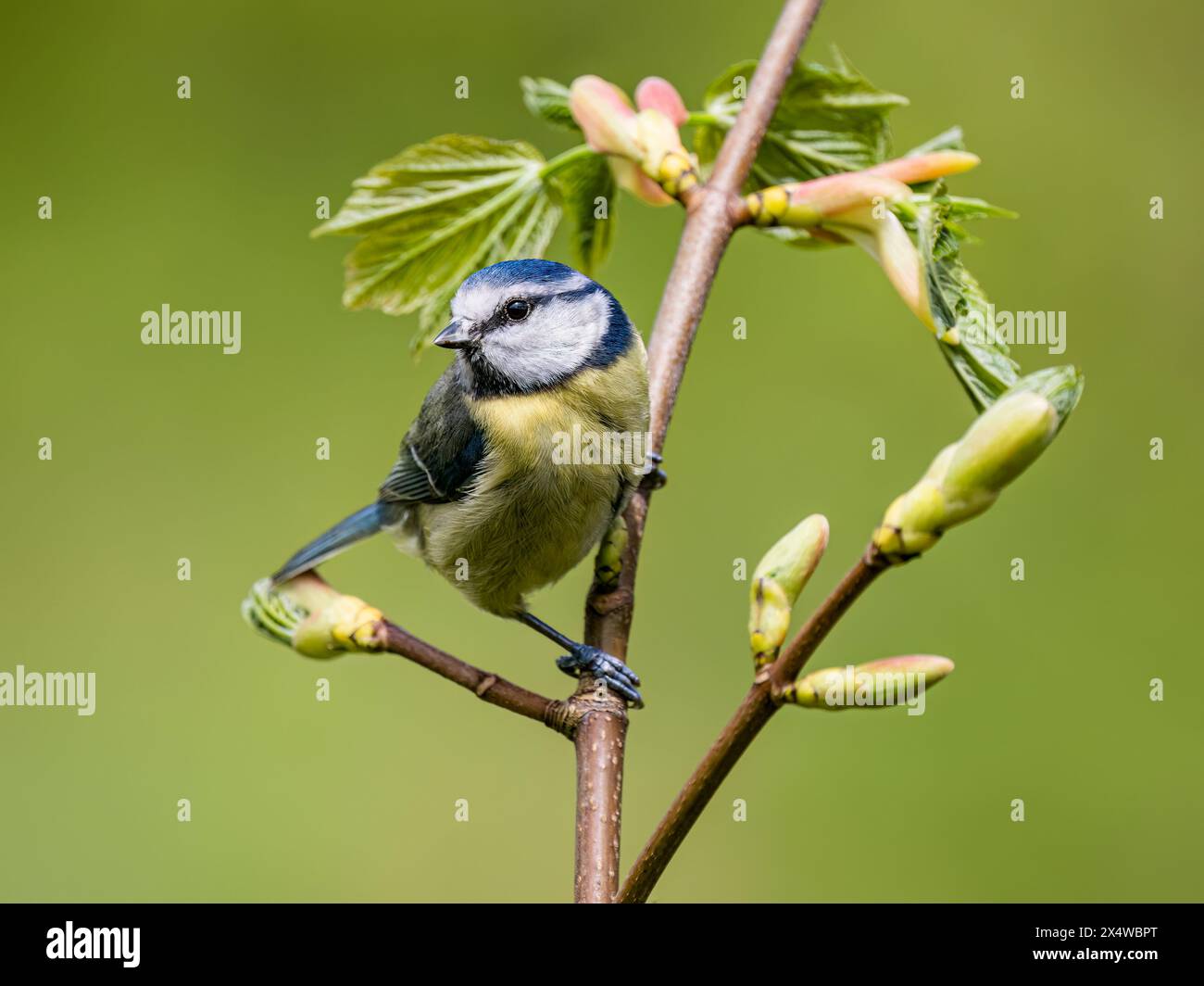 Blaumeise im Frühjahr in Mid Wales Stockfoto