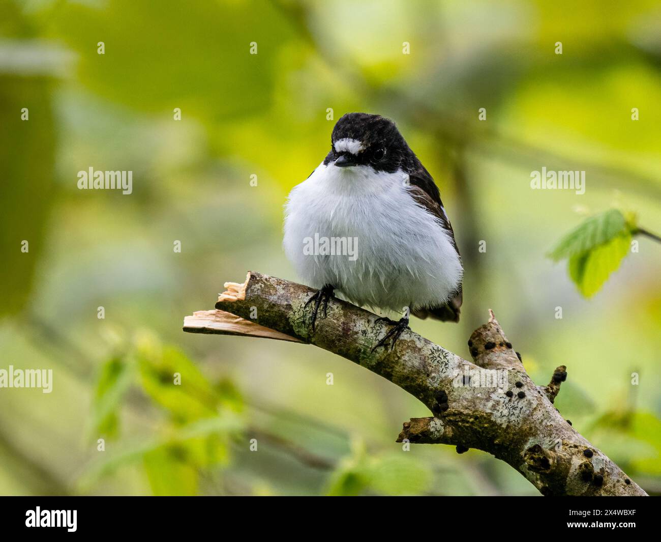 Männlicher Rattenfänger im Frühjahr in Mitte Wales Stockfoto