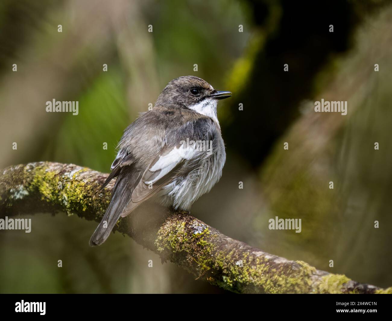 Männlicher Rattenfänger im Frühjahr in Mitte Wales Stockfoto