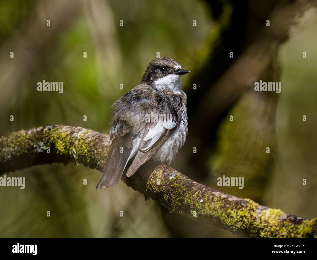 Männlicher Rattenfänger im Frühjahr in Mitte Wales Stockfoto