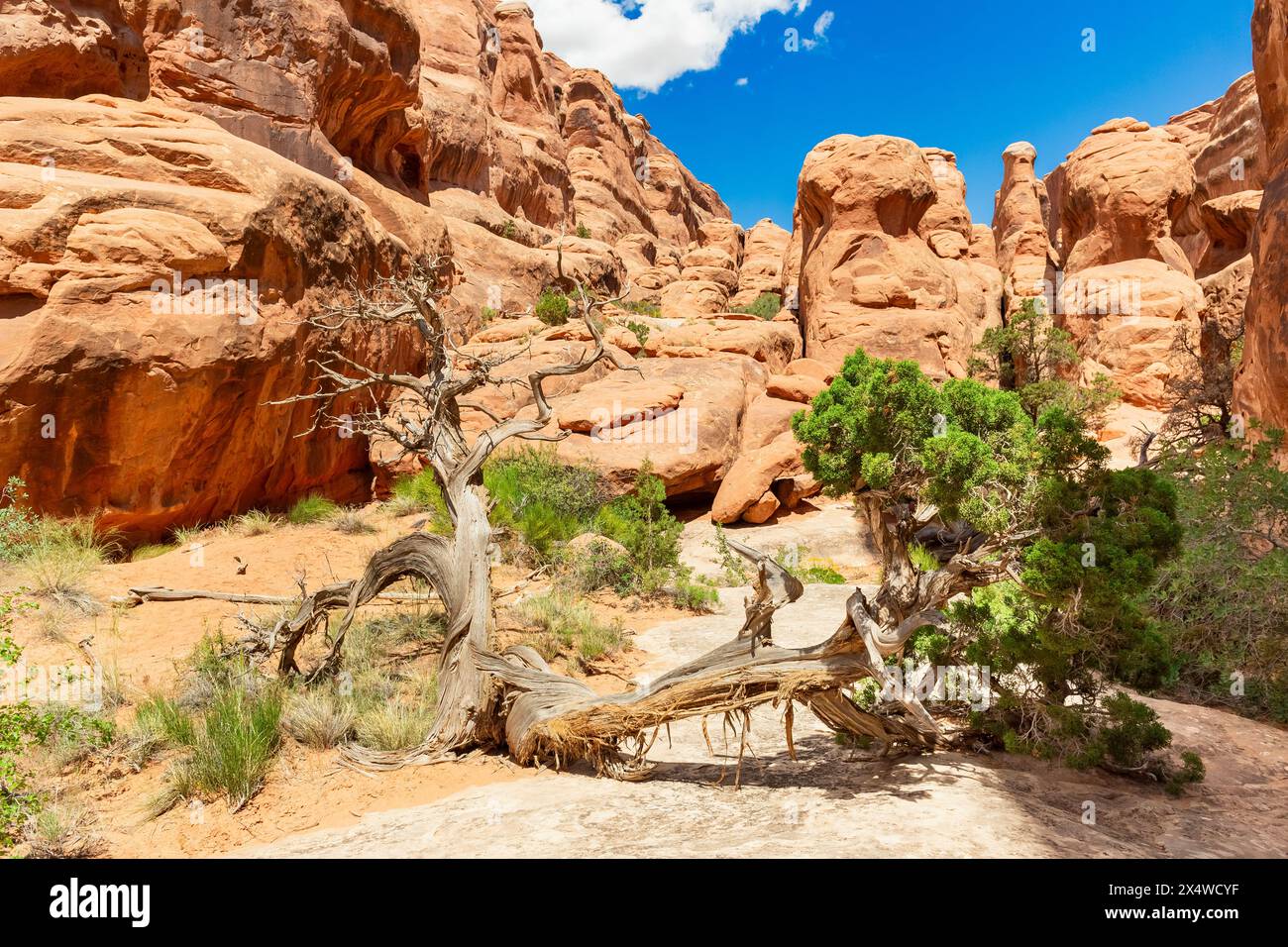 Sandsteinformationen mit Baum im Vordergrund auf dem Fiery Furnace Hiking Trail, Arches National Park, Utah, USA Stockfoto